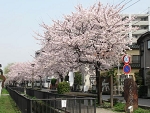 sakura1.jpg