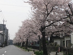 sakura2.jpg