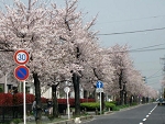 sakura3.jpg