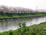 sakura4.jpg