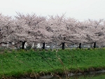sakura5.jpg