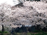 sakura6.jpg