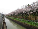 sakura7.jpg