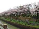 sakura8.jpg