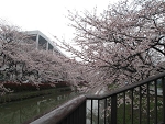 sakura9.jpg