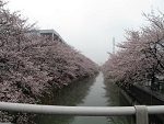 sakura10.jpg