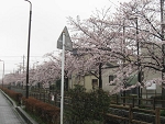 sakura11.jpg