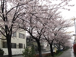 sakura14.jpg