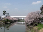 sakura15.jpg