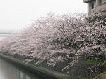 sakura16.jpg