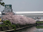 sakura17.jpg