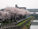 sakura18.jpg