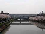 sakura19.jpg