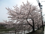 sakura20.jpg