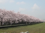 sakura21.jpg