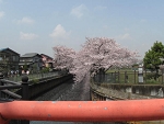 sakura22.jpg