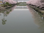 sakura23.jpg